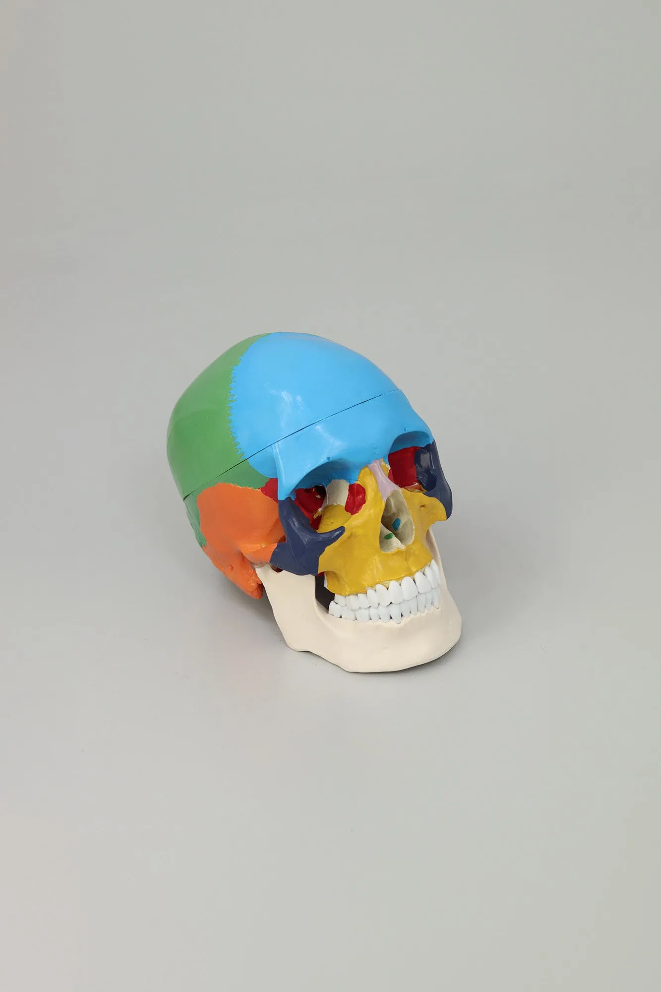 Anatomical Human Skull Structure - Colored