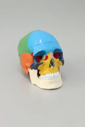 Anatomical Human Skull Structure - Colored