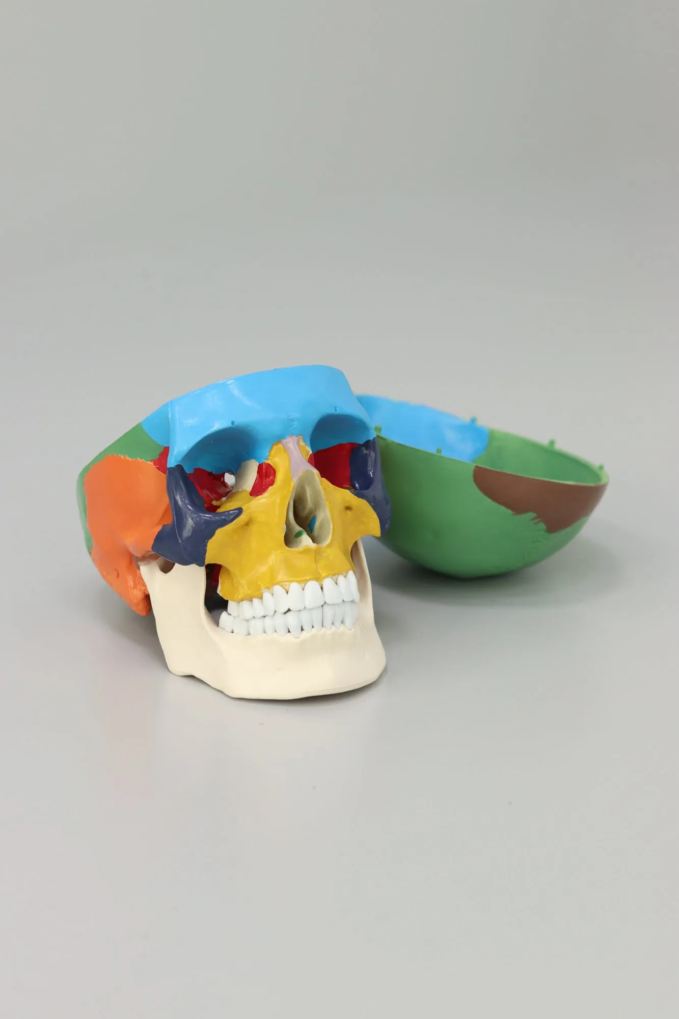 Anatomical Human Skull Structure - Colored