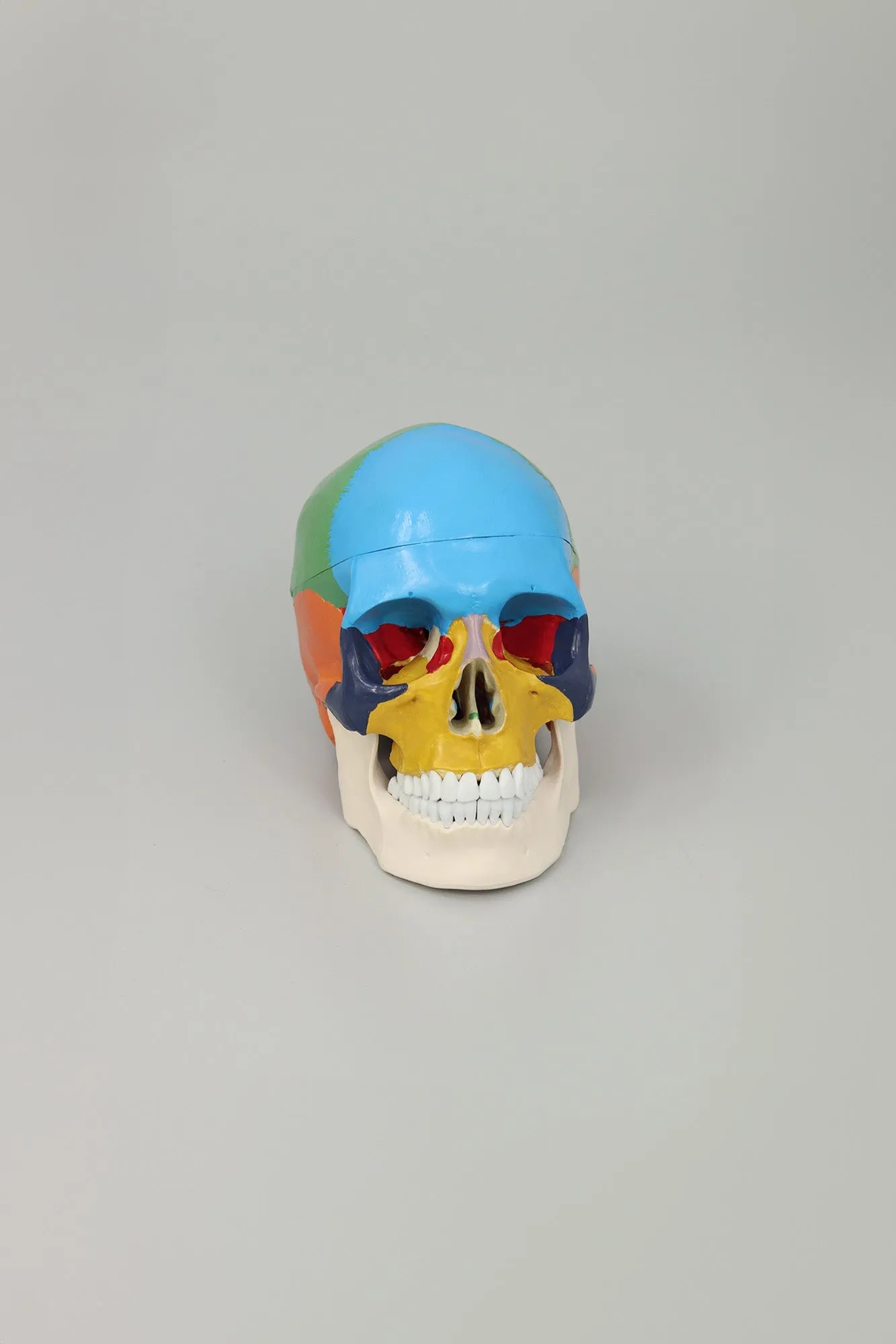 Anatomical Human Skull Structure - Colored