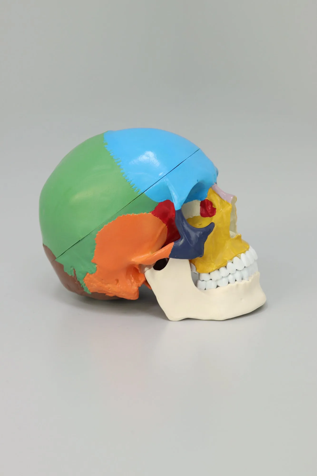 Anatomical Human Skull Structure - Colored