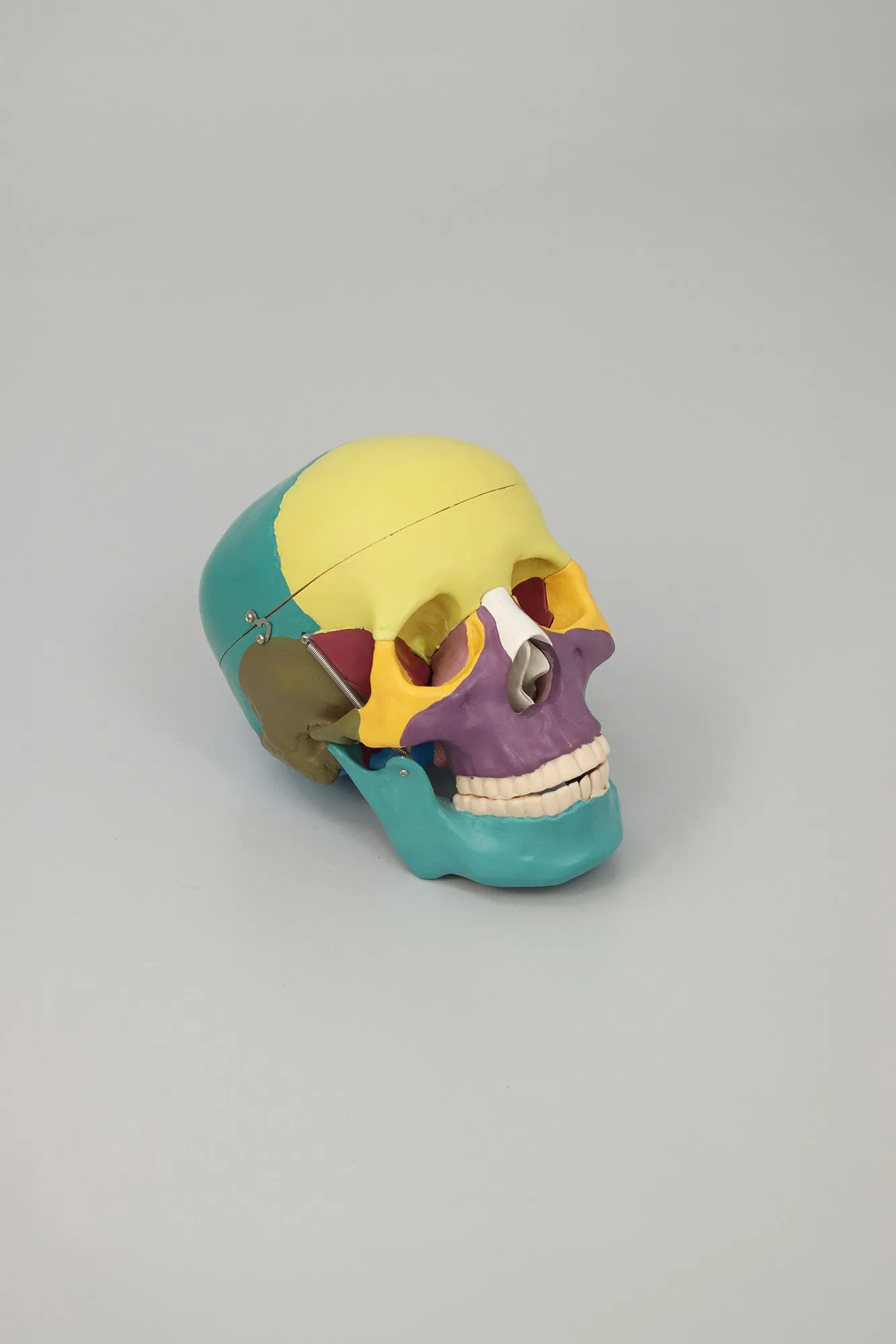 Anatomical Human Skull Structure - Colored