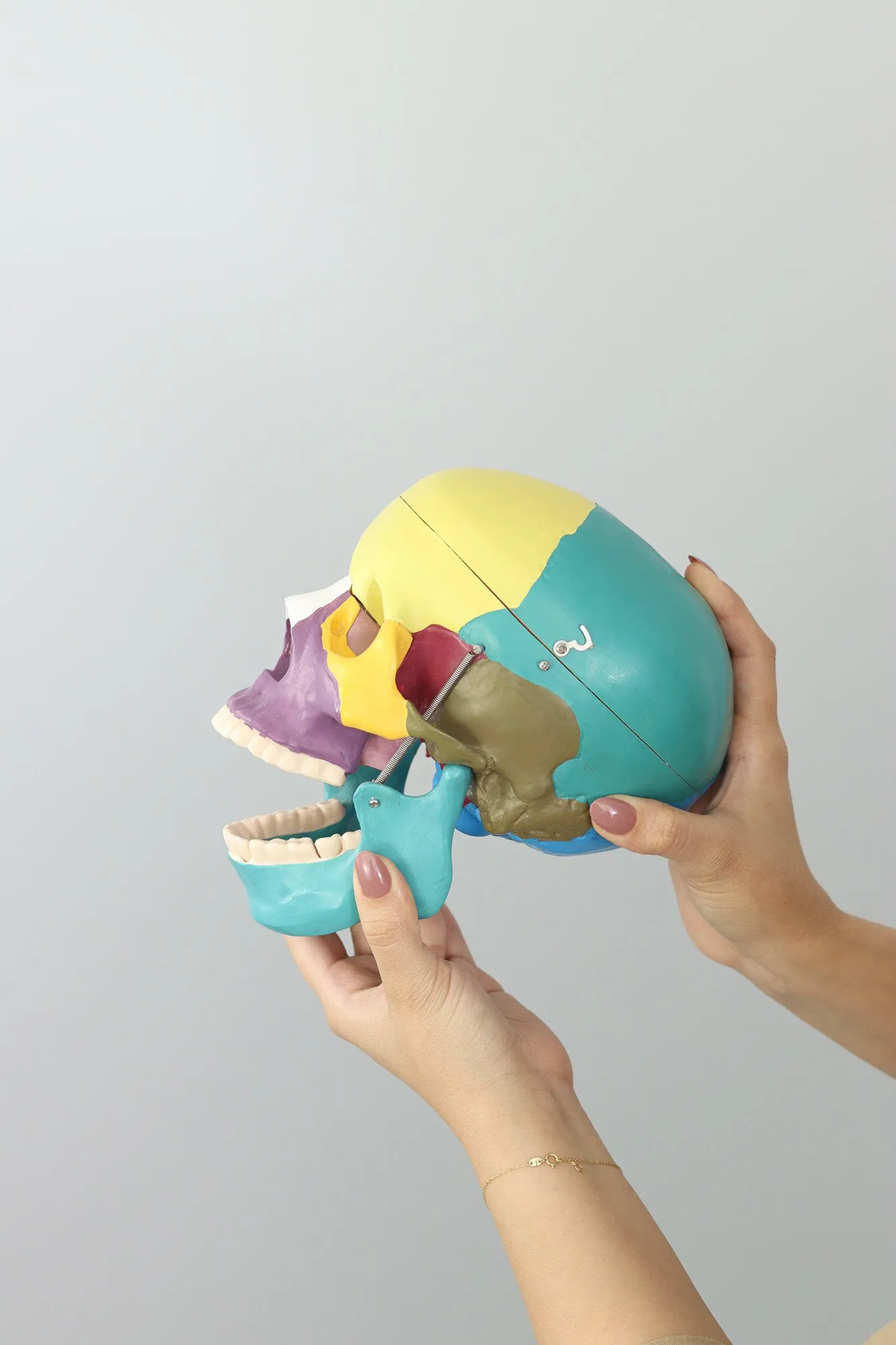 Anatomical Human Skull Structure - Colored