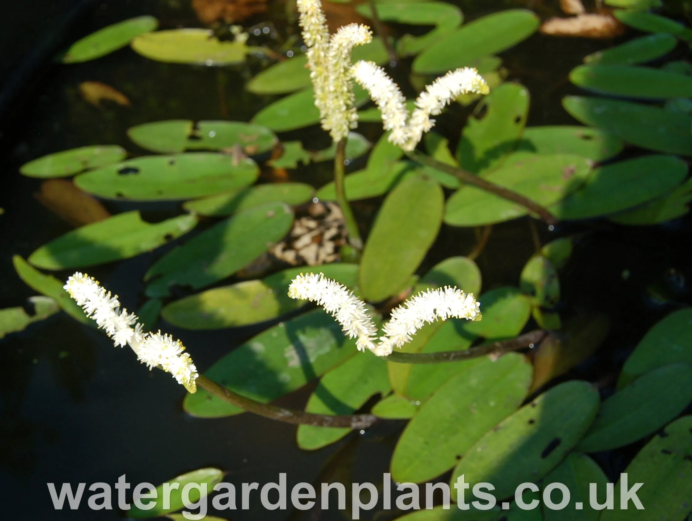 Aponogeton desertorum - Water Hawthorn, Dog-With-Two-Tails