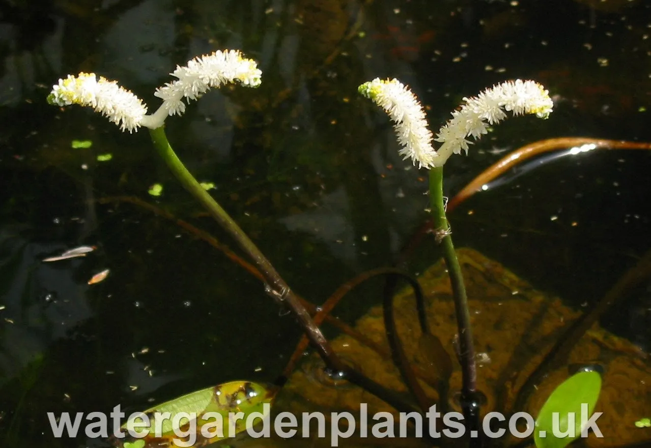 Aponogeton desertorum - Water Hawthorn, Dog-With-Two-Tails