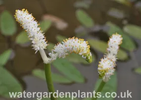 Aponogeton desertorum - Water Hawthorn, Dog-With-Two-Tails