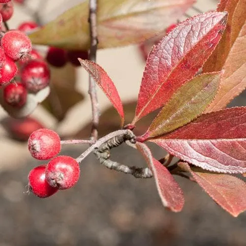 Aronia x prunifolia Brilliant