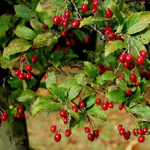 Aronia x prunifolia Brilliant