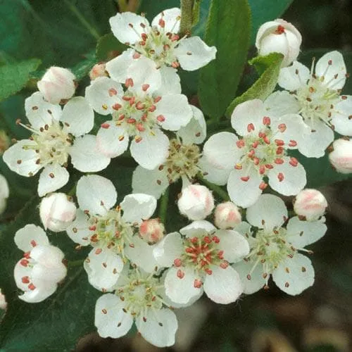 Aronia x prunifolia Brilliant