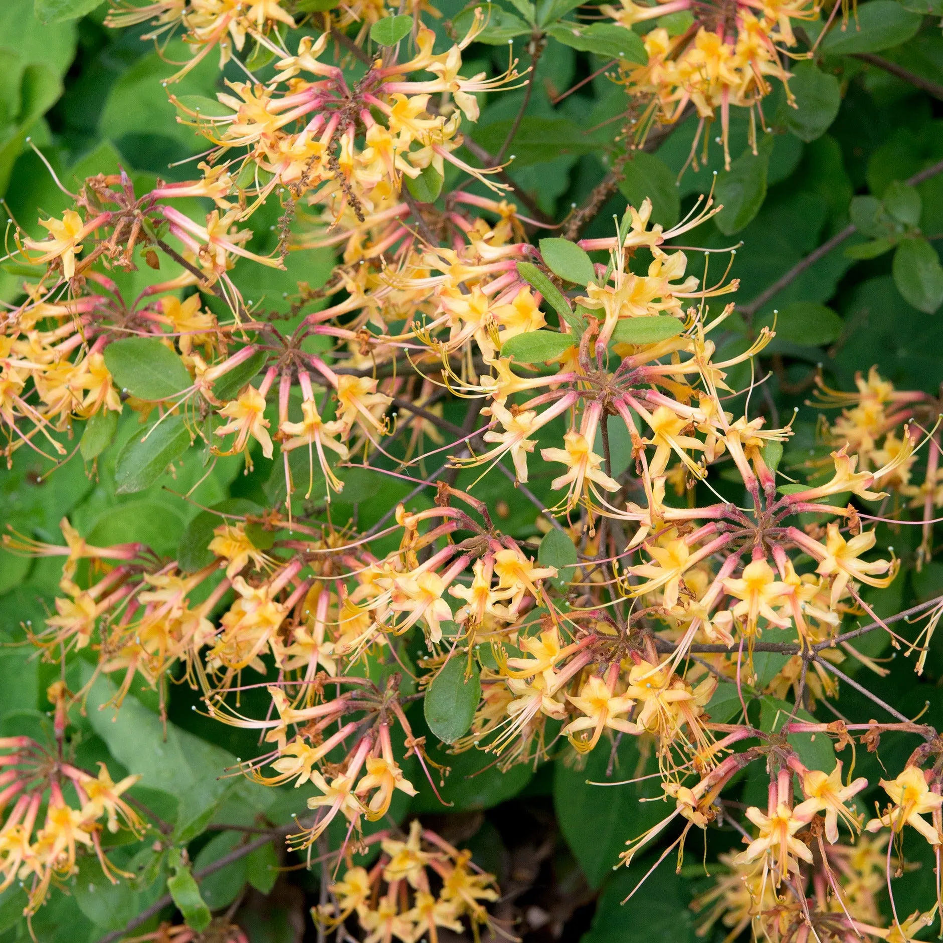 Orange Azalea - Rhododendron austrinum