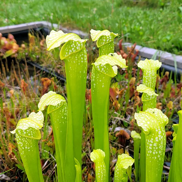 Sarracenia x Green Monster